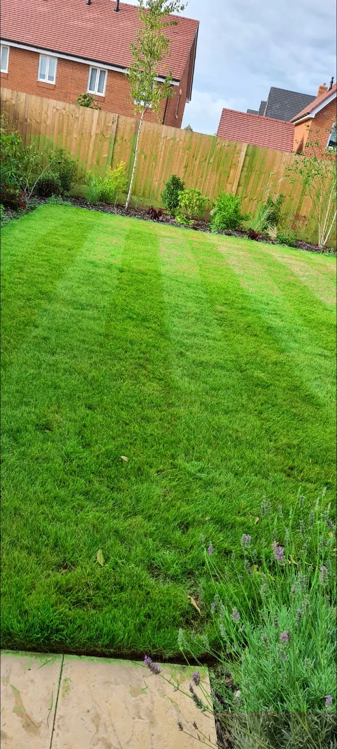 Maintained garden lawn
